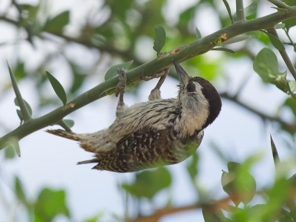 <h3><a href="/trips/tanzania/biota/animalia/chordata/aves/039 piciformes/009 picidae/dendropicos fuscescens/dendropicos fuscescens-nl.html">Dendropicos&nbsp;fuscescens</a> / Cardinal&nbsp;woodpecker / Kardinaalspecht</h3>OM-1 Mark II met OLYMPUS M.150-400mm F4.5 TC, 1/2000 sec  bij F5.6, ISO 1600, afstand 7.41&nbsp;m